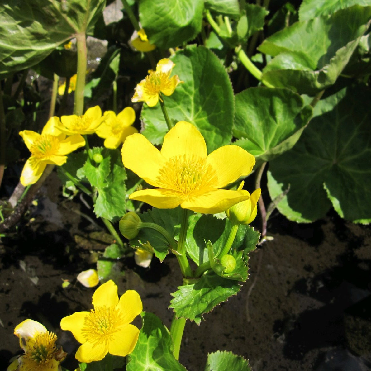 Giant King Cup | Caltha palustris polypetala