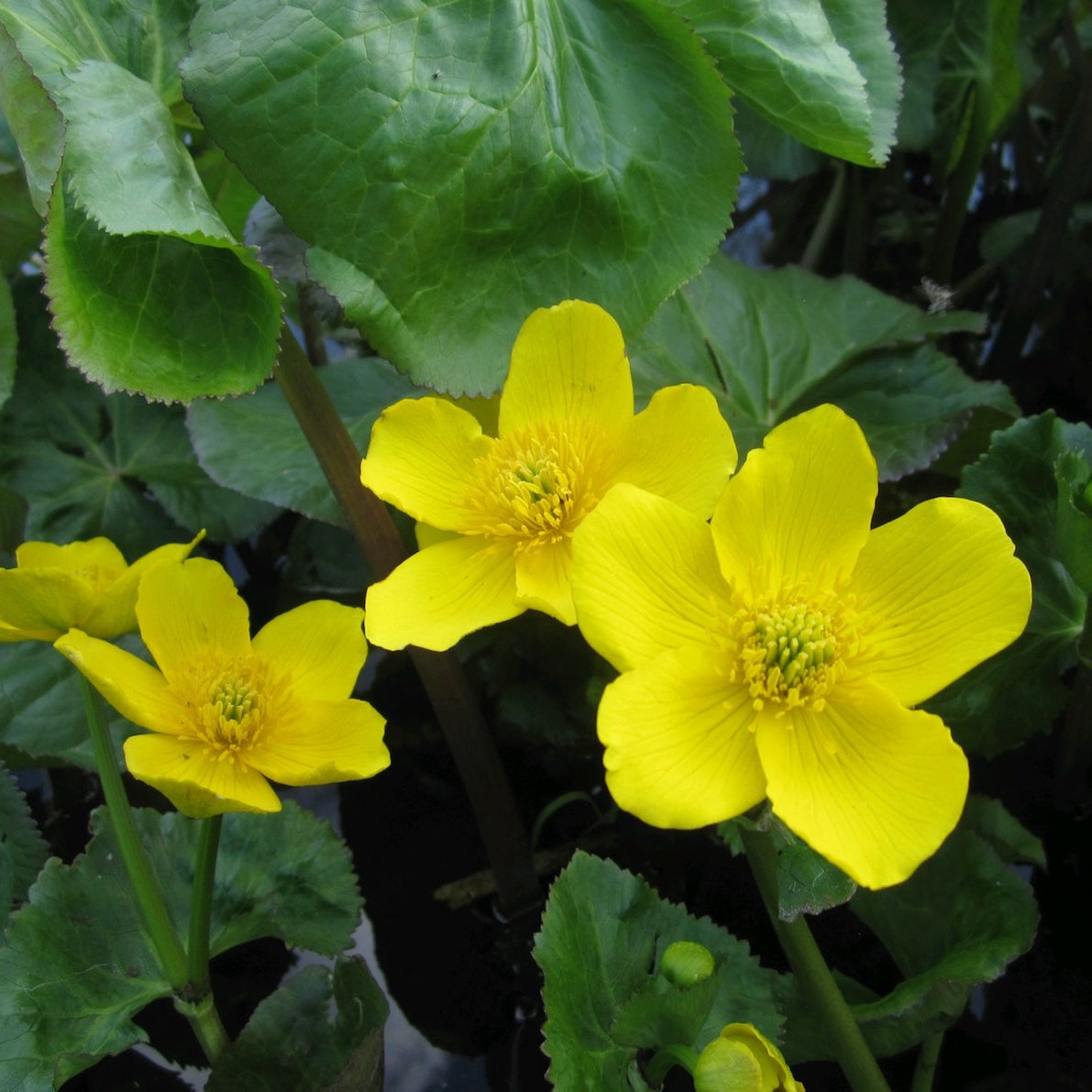 Giant King Cup | Caltha palustris polypetala