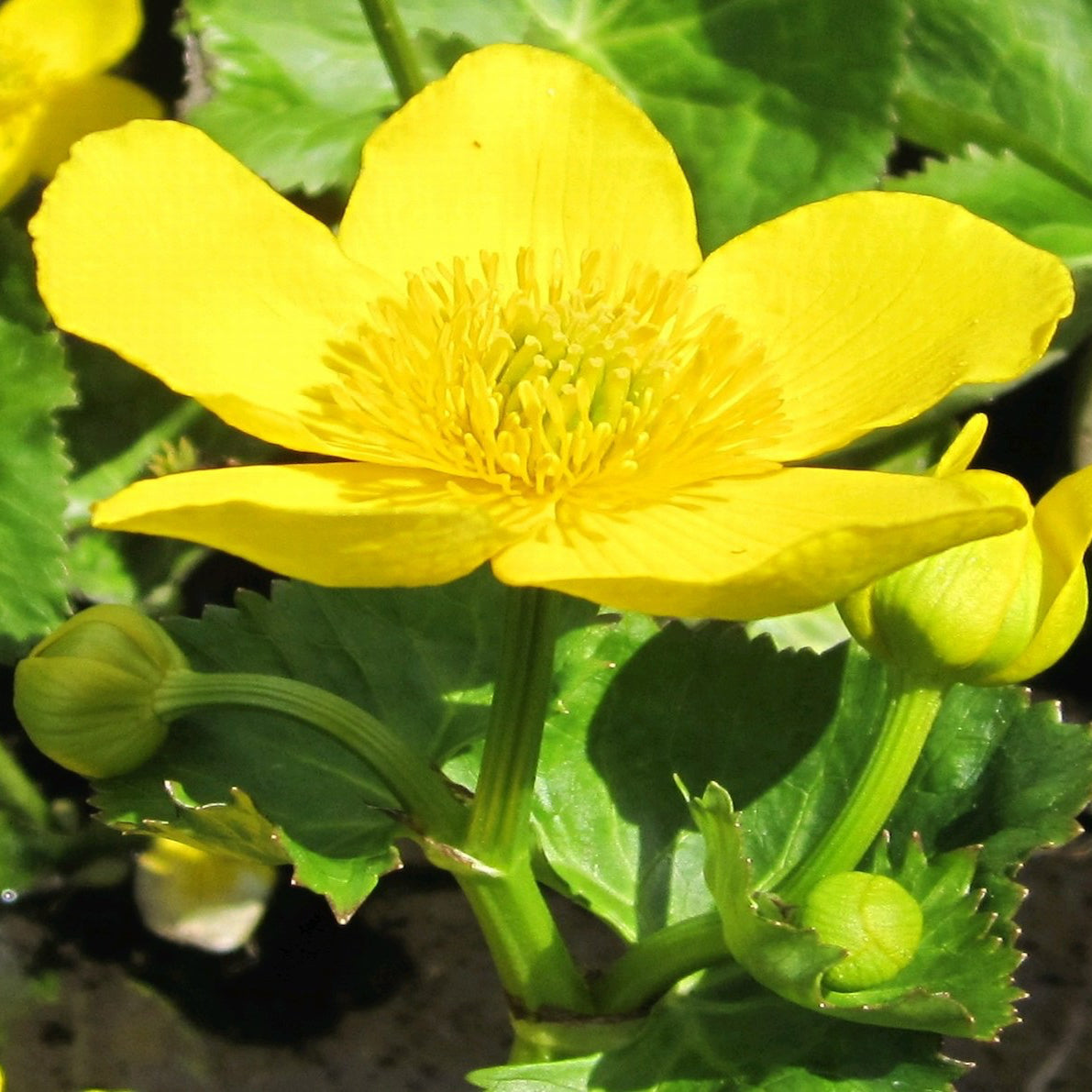 Giant King Cup-(Caltha palustris polypetala)