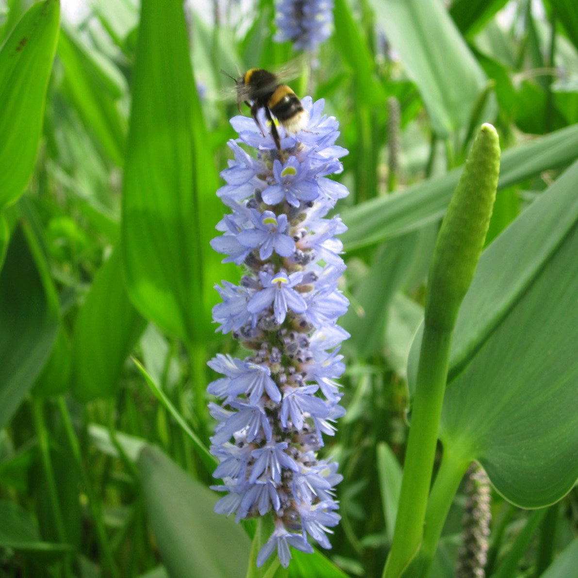 Giant Pickerel Weed-(Pontederia cordata lanceolata)