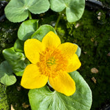 Giant King Cup | Caltha palustris polypetala