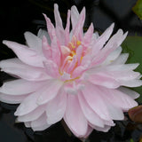 Gloire de Temple Sur Lot Waterlily