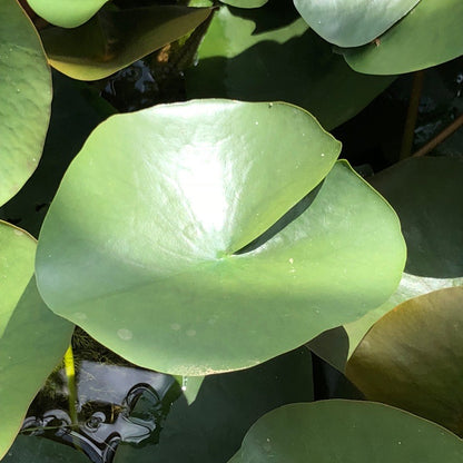 Gloire de Temple Sur Lot Waterlily