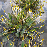 Golden Club | Orontium aquaticum