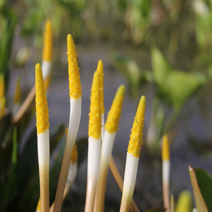 Golden Club-(Orontium aquaticum)