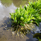 Golden Club | Orontium aquaticum