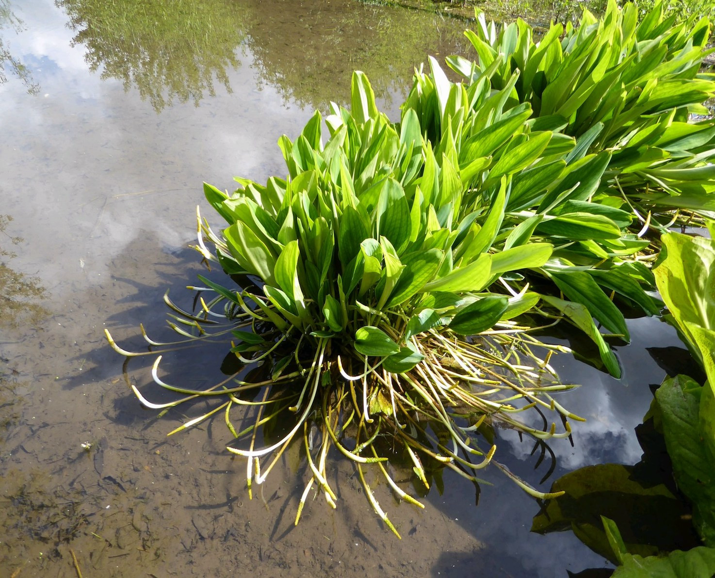 Golden Club-(Orontium aquaticum)