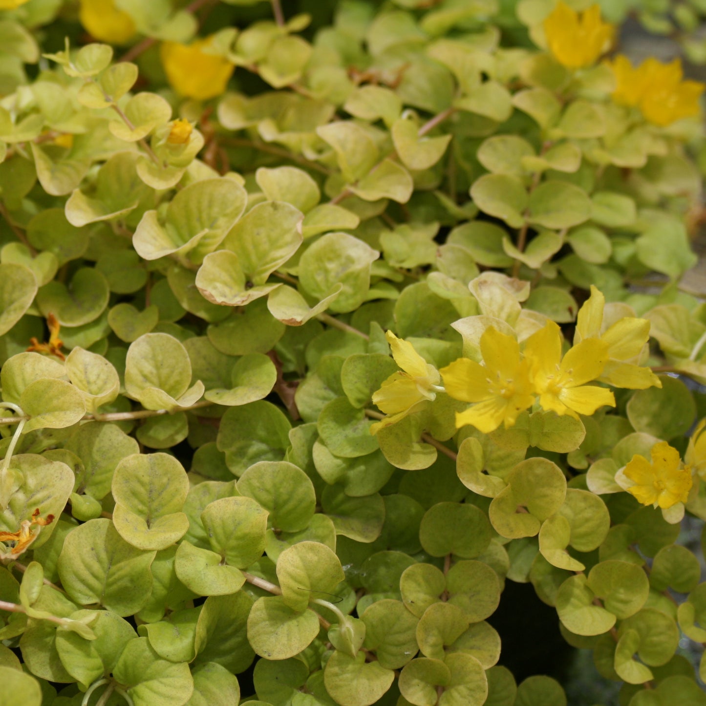 Golden Creeping Jenny-(Lysimachia nummularia Aurea)