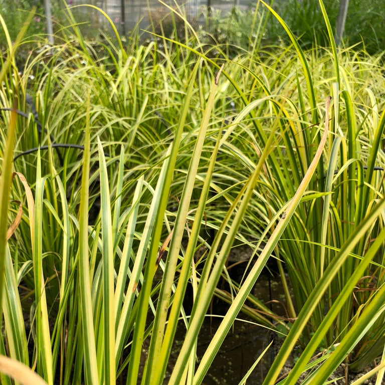 Golden Variegated Slender Sweet Flag-(Acorus gramineus Ogon)