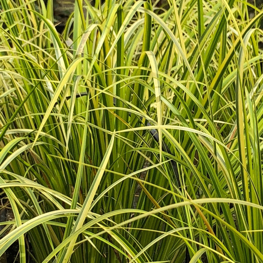 Golden Variegated Slender Sweet Flag-(Acorus gramineus Ogon)