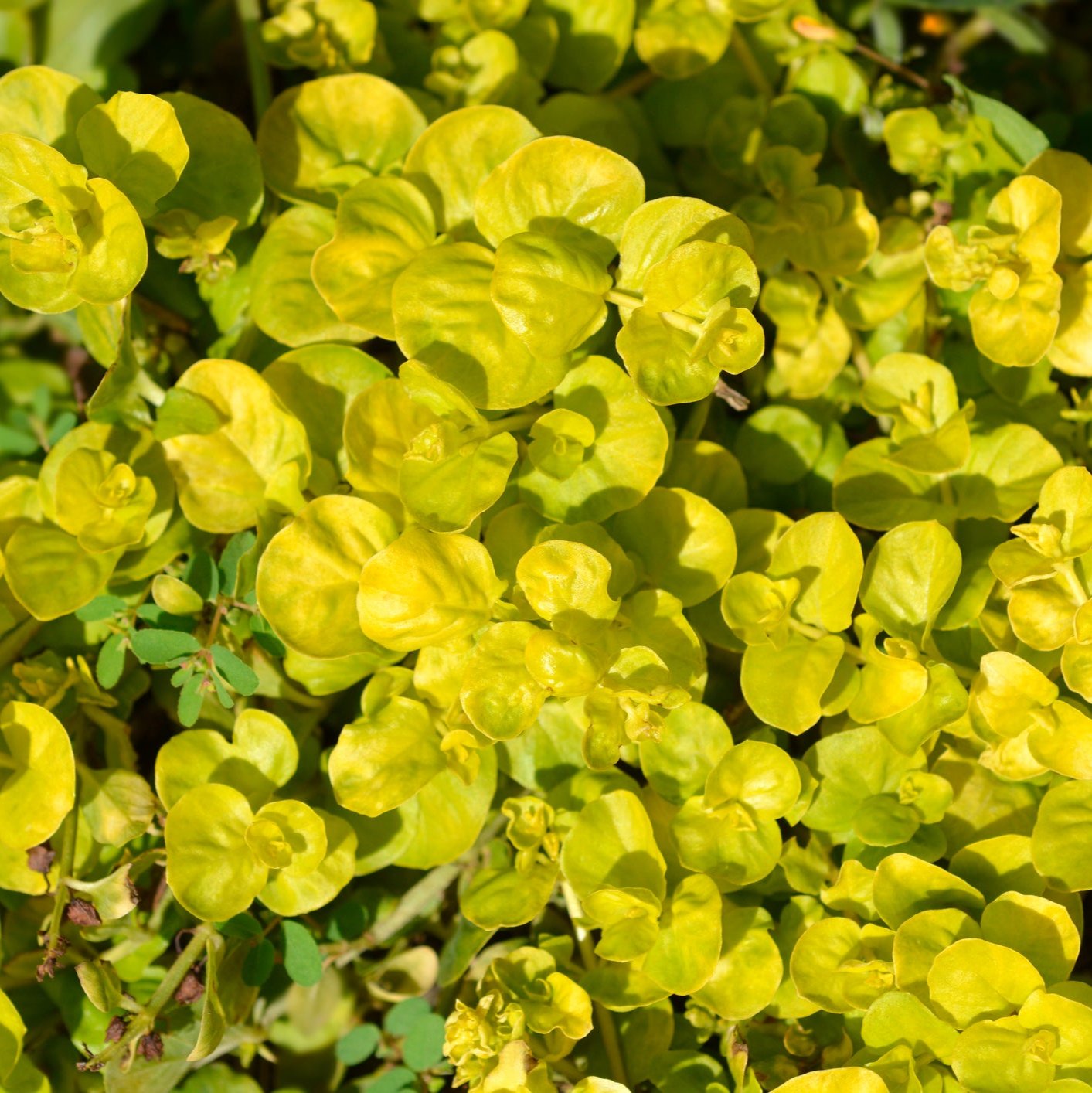 Golden Creeping Jenny | Lysimachia nummularia Aurea