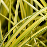 Golden Var. Slender Sweet Flag | Acorus gramineus Ogon