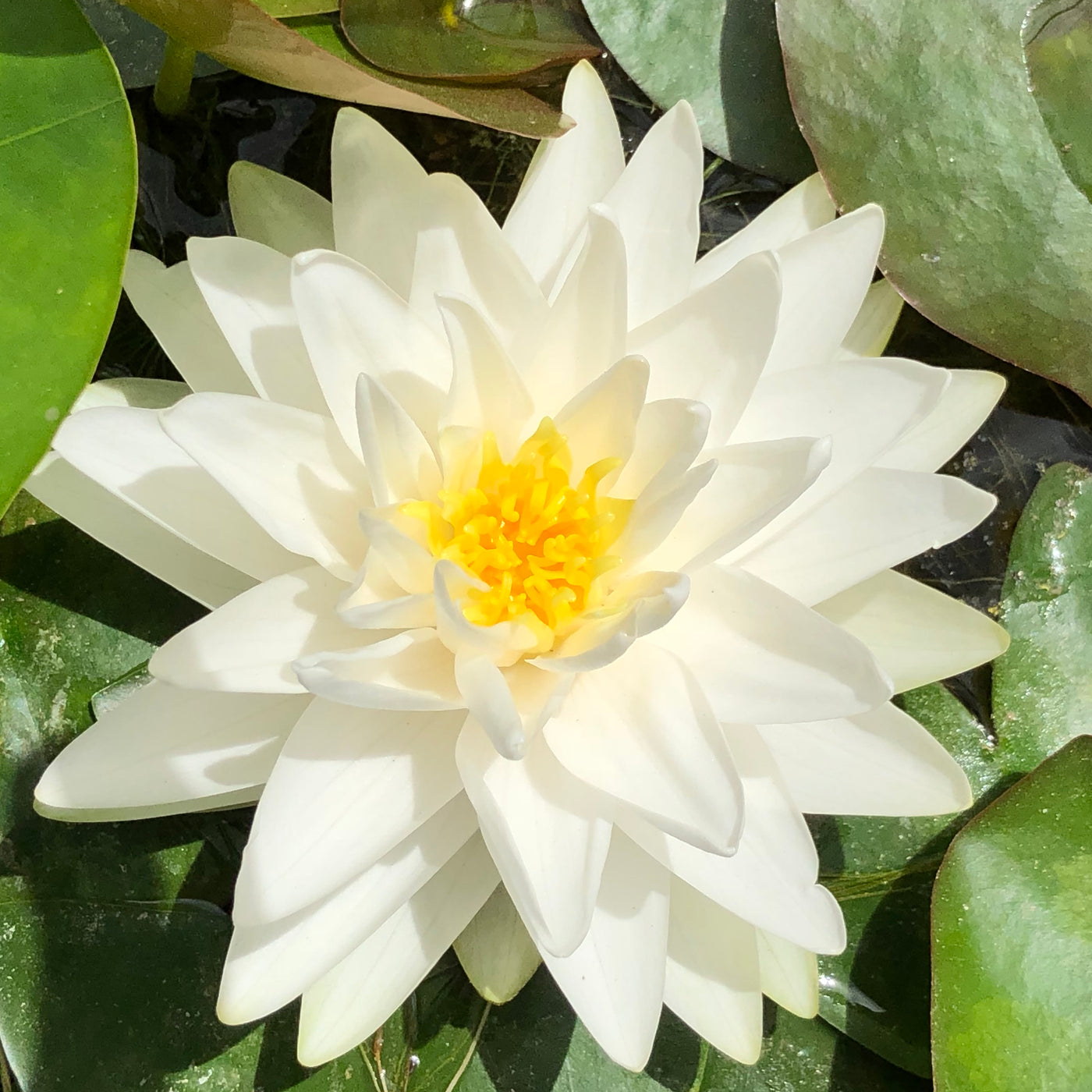 Gonnere Waterlily