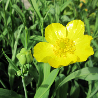 Greater Spearwort-(Ranunculus lingua Grandiflorus)