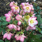 Helleborus HGC® Ice N' Roses® Collection