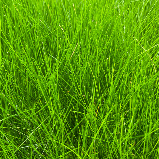 Hairgrass | Eleocharis acicularis