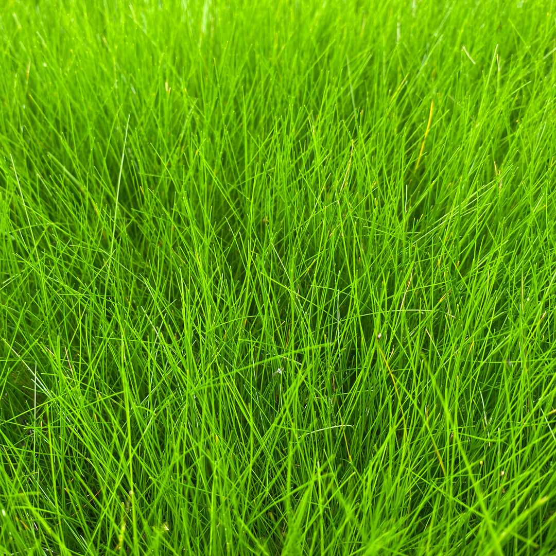 Hairgrass-(Eleocharis acicularis)