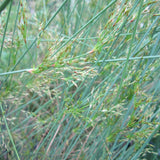 Hard Rush | Juncus inflexus