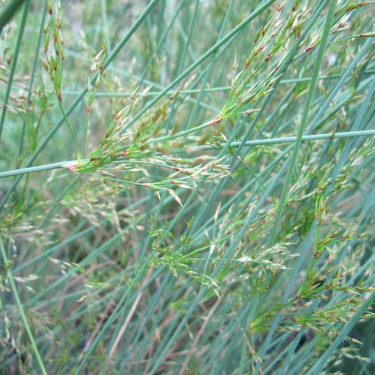 Hard Rush-(Juncus inflexus)