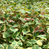 Chameleon Plant | Houttuynia cordata 'Chameleon'