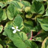 Chameleon Plant | Houttuynia cordata 'Chameleon'