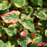 Chameleon Plant | Houttuynia cordata 'Chameleon'