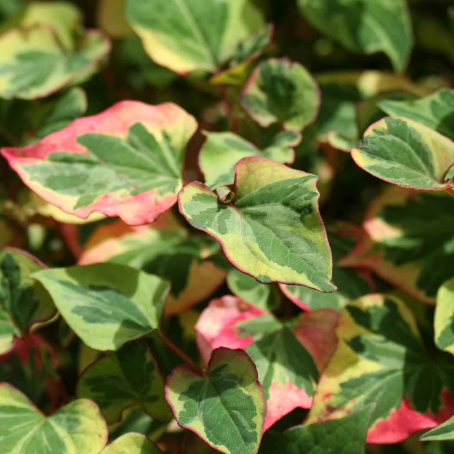 Chameleon Plant | Houttuynia cordata 'Chameleon'