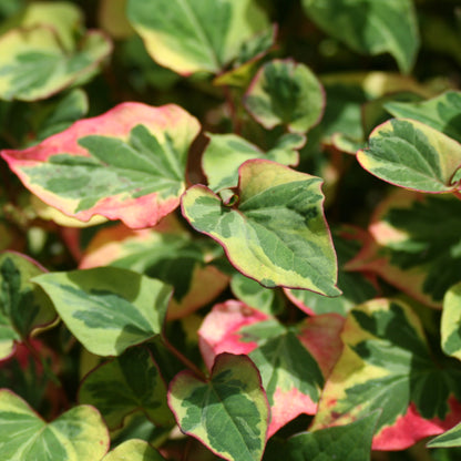 Chameleon Plant | Houttuynia cordata 'Chameleon'
