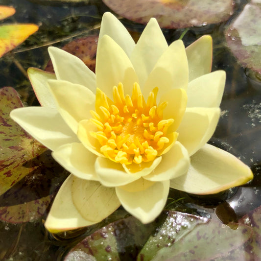 Pygmaea helvola Waterlily