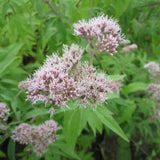 Hemp Agrimony | Eupatorium cannabinum