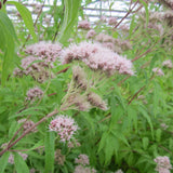 Hemp Agrimony | Eupatorium cannabinum