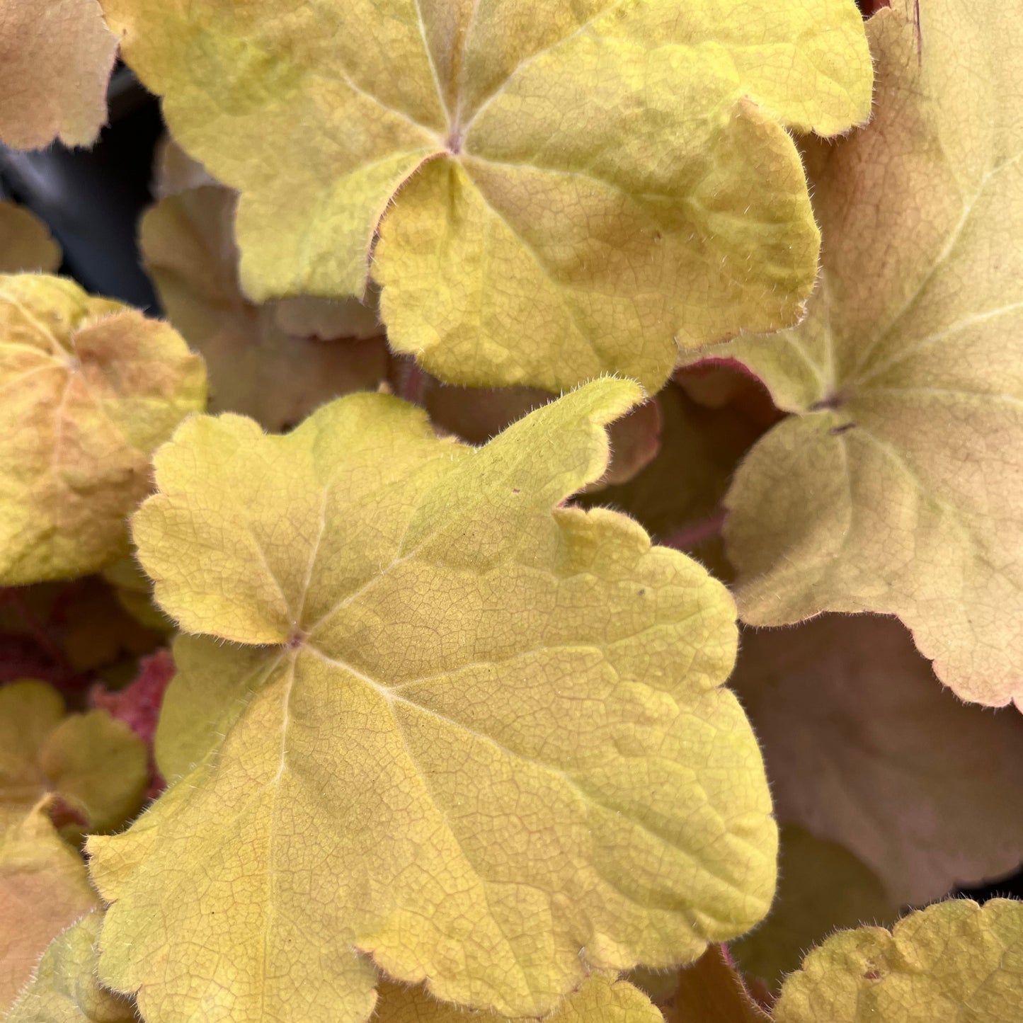 Heuchera 'Caramel' - Yellow - Plants for Ponds