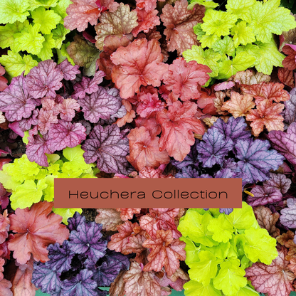 Heuchera Collection | Striking, Bold Foliage