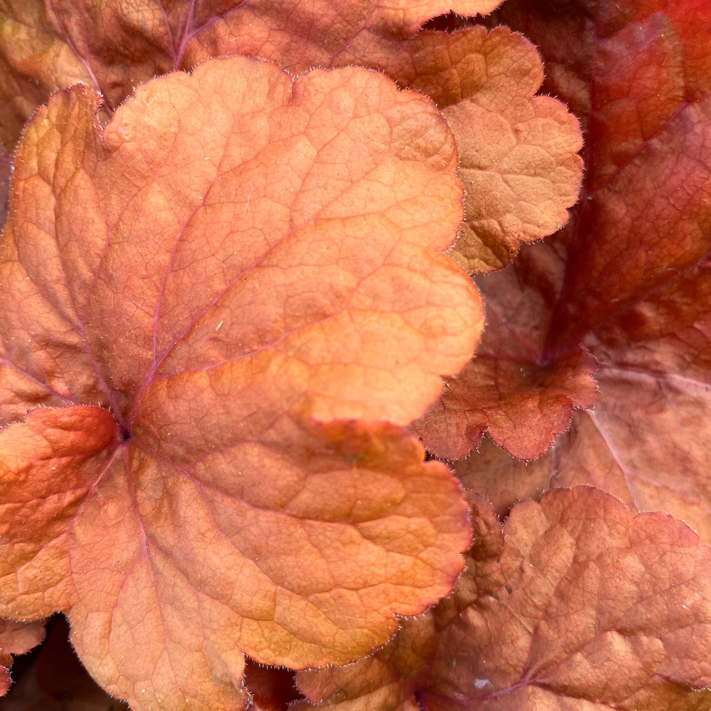 Heuchera 'Fire Alarm' - Red - Plants for Ponds