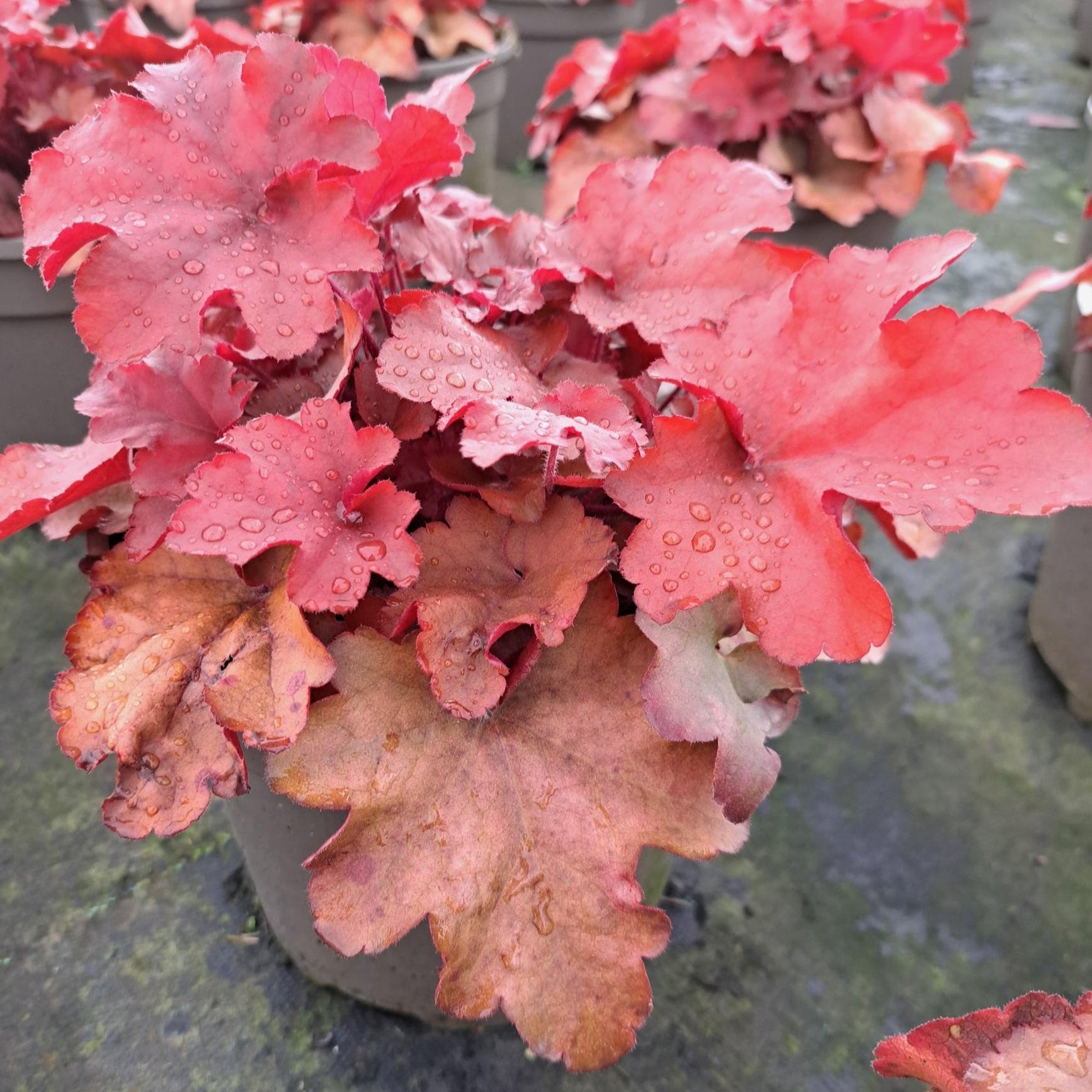 3 litre Heuchera Indian Summer - Red - Plants for Ponds