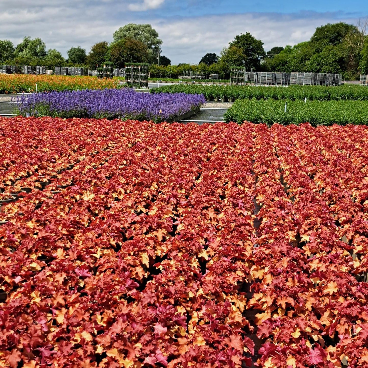 Heuchera Indian Summer Cranberry 3 litre Crop - Plants for Ponds