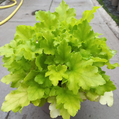 3 litre Heuchera Lime Marmalade - Green - Plants for Ponds