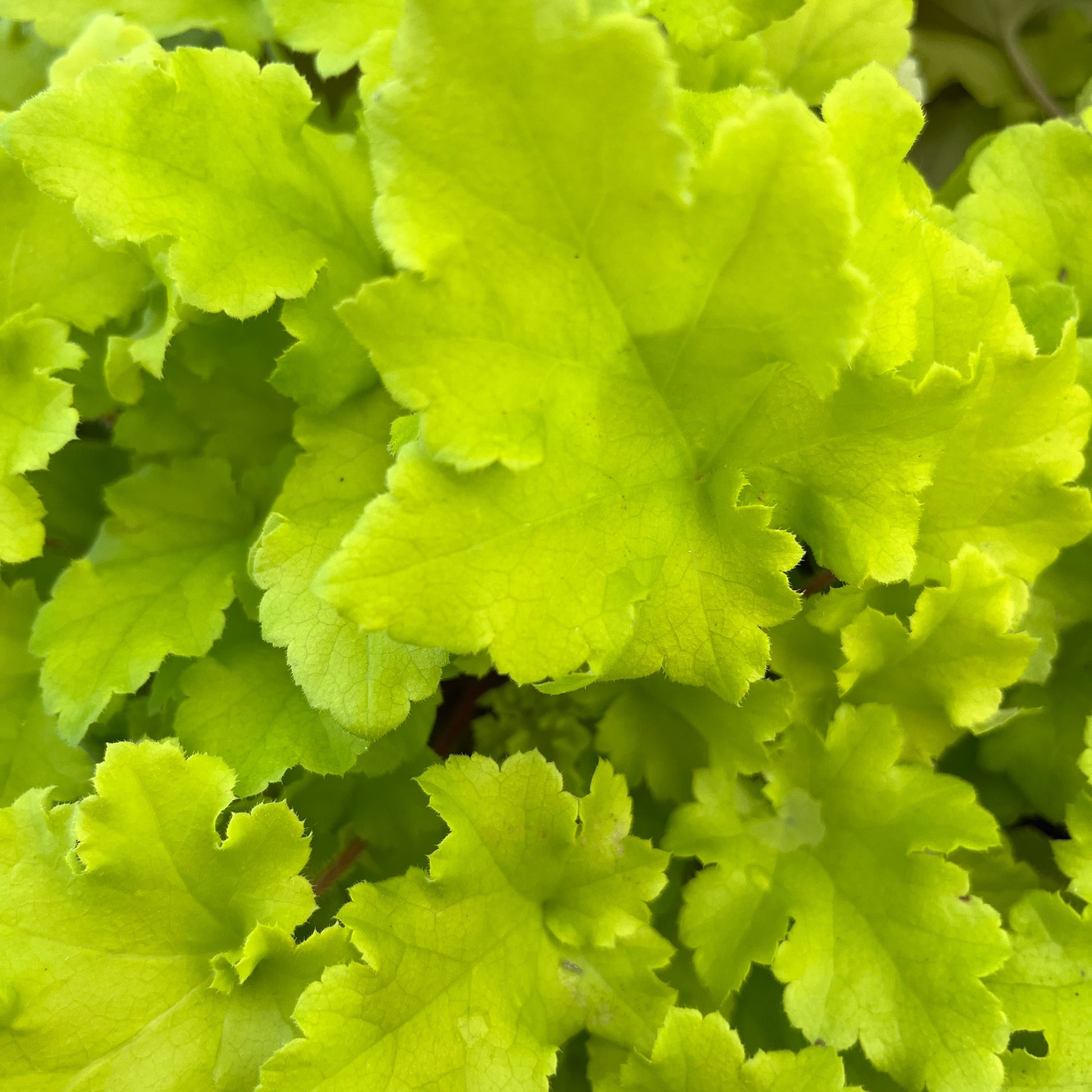 Heuchera 'Lime Marmalade' - Green - Plants for Ponds