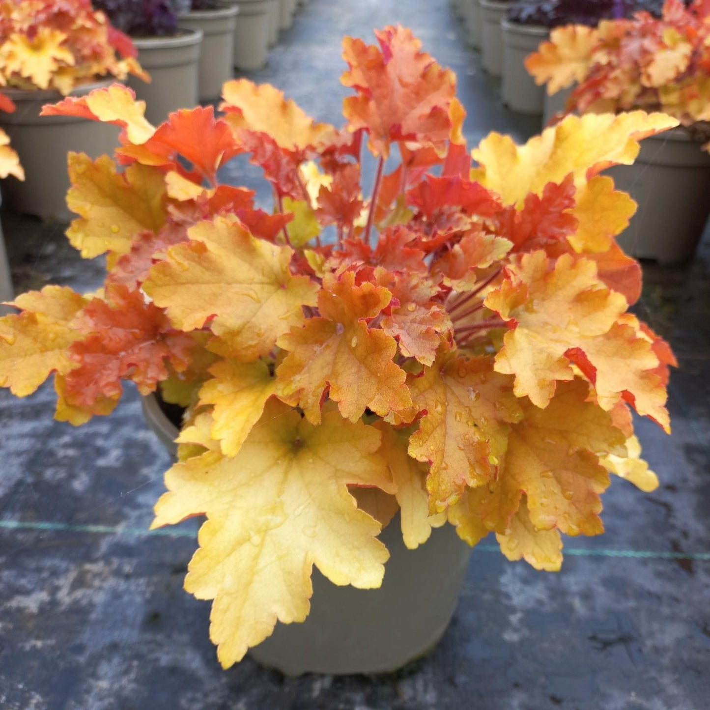 Heuchera Marmalade 3 litre - Plants for Ponds