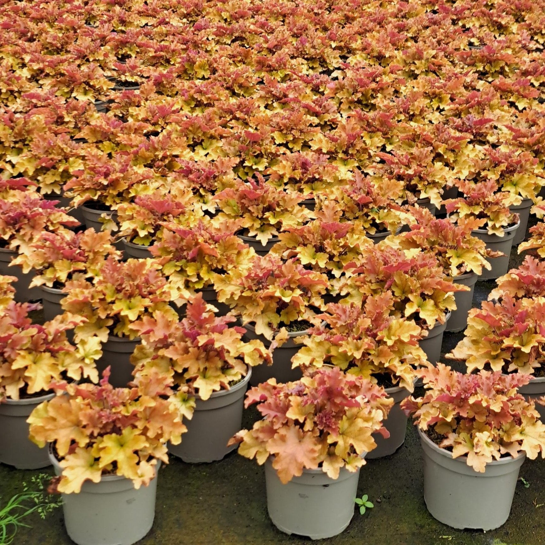 3 litre - Heuchera Marmalade - Plants for Ponds