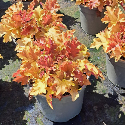 Heuchera Marmalade 3 litre - Plants for Ponds