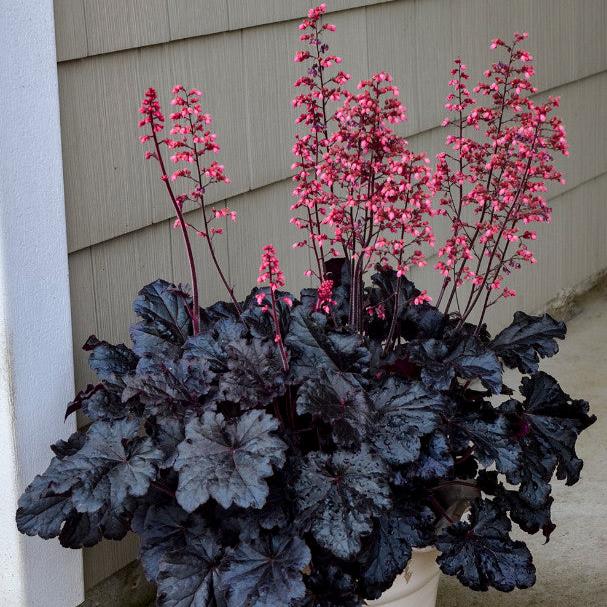 Heuchera Timeless Night - Dark - Plants for Ponds