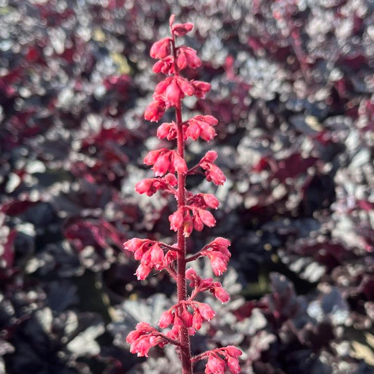 Heuchera Timeless Night Flower - Plants for Ponds