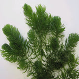 Hornwort | Ceratophyllum demersum