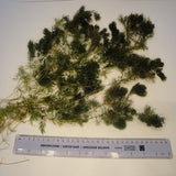 Hornwort | Ceratophyllum demersum