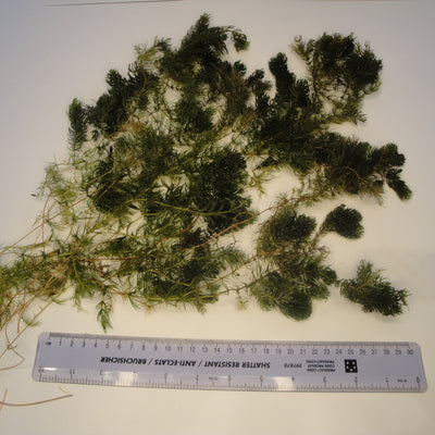 Hornwort-(Ceratophyllum demersum)