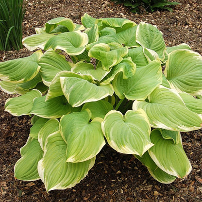 Hosta - Part of Shady Pondside Collection - Plants for Ponds