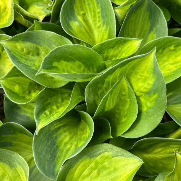 Hosta - Part of Shady Pondside Collection - Plants for Ponds