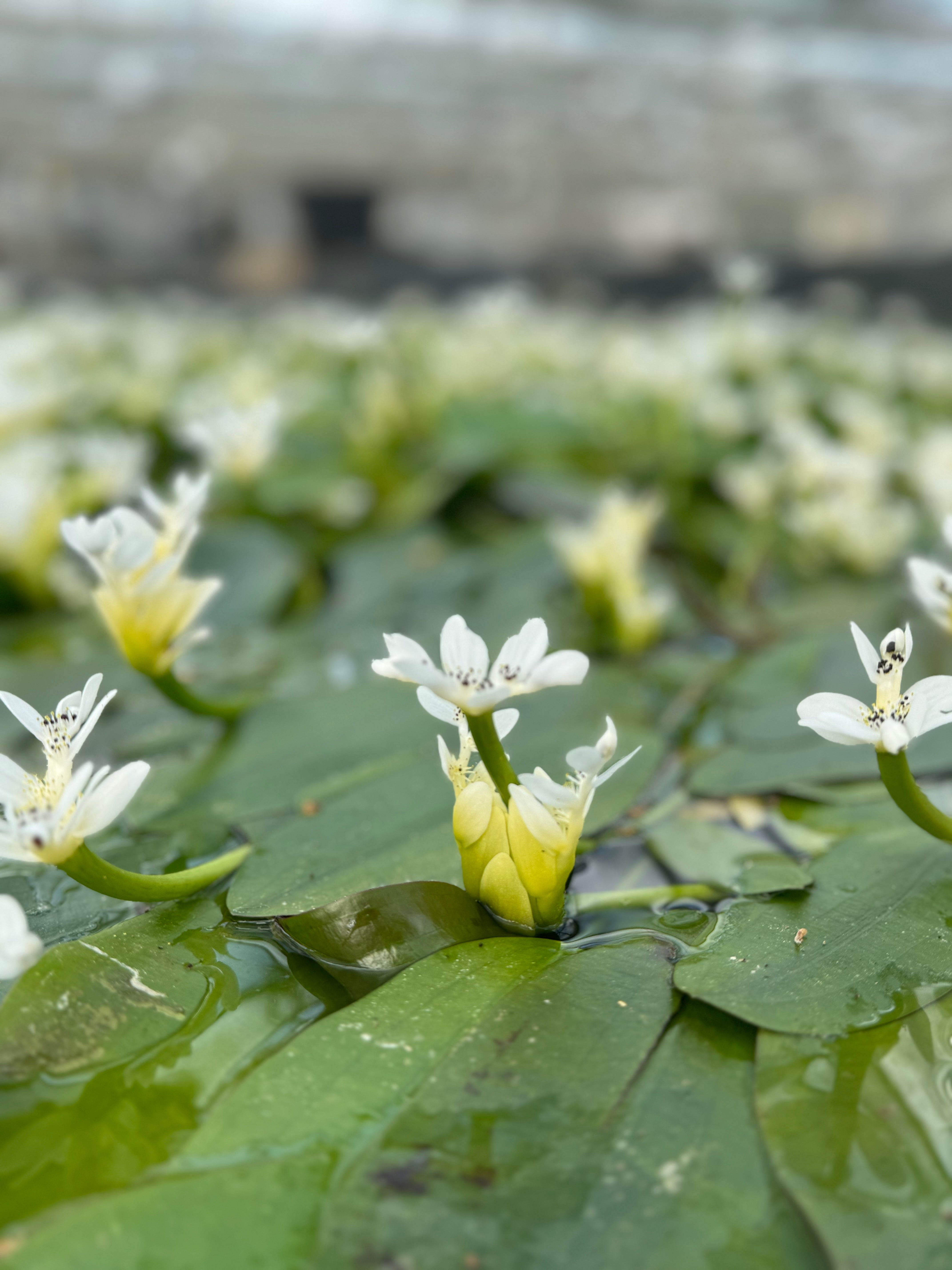 Pond plant store near me best sale