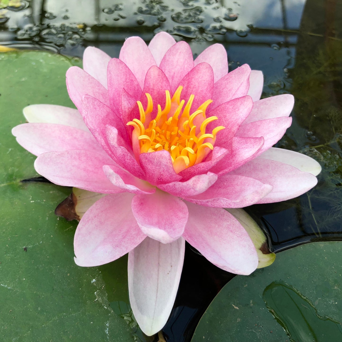 Madame Wilfron Gonnere Waterlily